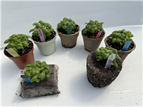 Évaluation des performances agronomiques des contenants et blocs biodégradables comme alternatives aux pots en plastique – Projet T-08855-J8N6 - Rapport final