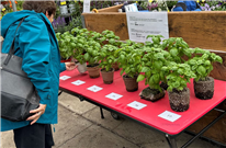 Évaluation des performances agronomiques des contenants et blocs biodégradables comme alternatives aux pots en plastique - Projet T-08855-J8N6 - Fiche synthèse