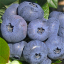 Bleuet en corymbe, Fiche technique : Nettoyage printanier avec le mélange CHAUX SOUFRÉE et huile de dormance