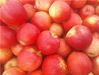 Message pomicole en Montérégie