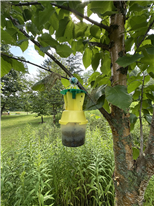 Comment réduire les captures accidentelles d’insectes bénéfiques dans les pièges à scarabées japonais?