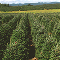 Arbres de Noël, Bulletin d'information No 3 : Pesticides et biopesticides homologués dans la culture des arbres de Noël en 2026