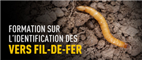 Formation sur l’identification des vers fil-de-fer - Saguenay-Lac-Saint-Jean - 16 juin 2026