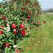 Pommier, Avertissement No 8, 27 mai 2026