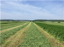Qu’est-ce qu’on sait de la toxicité des chlorures pour les plantes fourragères pérennes?