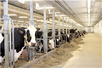 Un nouveau vaccin pour combattre une infection majeure chez les vaches laitières