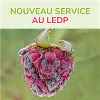 Service de détection de la résistance aux fongicides des champignons phytopathogènes