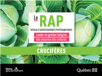 Rapport annuel 2025 – Sommaire des résultats des projets de recherche exploratoire du RAP Crucifères.