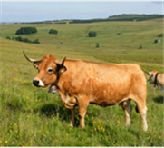 UPRA AUBRAC