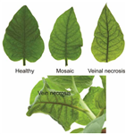 Potato virus Y: An Evolving Concern for Potato Crops in the United States and Canada