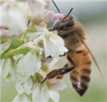 Fiche d'information sur l'apiculture citadine