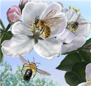 Wild Pollinators of Eastern Apple Orchards and How to Conserve Them