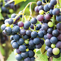 Vigne, Fiche technique : L'A B C des analyse de pétioles