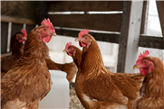 Réseau aviaire - Avertissement vétérinaire : l'influenza aviaire (novembre 2005)