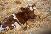 Réseau bovin - Avertissement vétérinaire  : importants épisodes de morbidité-mortalité dans des troupeaux laitiers en relation avec Mycoplasma bovis (mars 2008)
