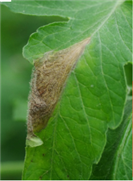 Moisissure grise (Botrytis) dans la tomate de serre (fiche technique)