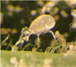 Est-ce possible d'utiliser la lutte biologique dans la fraise en champ?