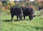Le préconditionnement des veaux : de gros avantages pour toute la filière bovine!