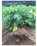 Projet d’essai mycorhizes dans la pomme de terre 2015