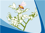 Force des ruches et contrats de pollinisation 