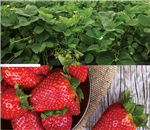 Survol de la recherche sur la fraise au Québec