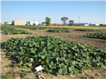 Utilisation de cucurbitacines comme stimulant alimentaire (phago-stimulant) en combinaison avec les insecticides pour lutter contre la chrysomèle rayée du concombre (CRC).