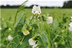 Guide de production des légumes de transformation Pois