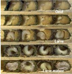 Protocole d'élevage de l'Osmia tersula