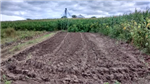 Lutte contre la compaction avant et après la préparation du sol pour une culture de petits fruits émergents ou de noix