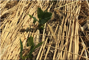 Semis de haricots secs dans un couvert de seigle