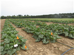Évaluation de produits à faible risque et de biopesticides pour lutter contre la gale (Cladosporium cucumerinum) dans la courge d'été (zucchini).