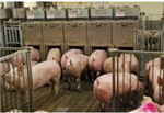 Optimiser l’alimentation des porcs : bénéfique pour l’environnement et pour le producteur