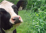 Tour d'horizon de l'usage du lin en production laitière : Méta-analyse