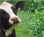 Modélisation des effets de la longueur des rotations et de la gestion de coupe des fourrages sur les résultats économiques et agroenvironnementaux des fermes laitières
