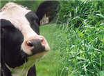 Performance de production chez la vache laitière recevant différents suppléments d'acides gras saturés