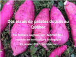 Des essais de patates douces au Québec