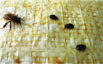 Prévention et contrôle du petit coléoptère de la ruche par l'adoption de bonnes pratiques apicoles