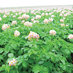 Pomme de terre, Avertissement No 8, 29 juin 2017