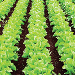 Laitue et chicorée, Avertissement No 8, 6 juillet 2017