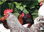 Fiche d'information -  Poules et poulets en ville