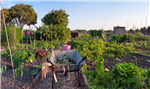 Utilisation des jardins communautaires et alimentation bio – Étude exploratoire - Article du Bulletin d'information en santé environnementale