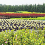 Pépinières ornementales, Fiche technique : Galéruque de la viorne