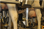 Améliorer la santé des vaches laitières en début de lactation