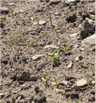 Contrôle des mauvaises herbes: l’expertise des producteurs