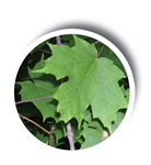 Potential Plastic Residues in Maple Sap and Syrup Following Isopropyl Alcohol Sanitation of the Tubing System