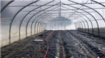 Rapport final - Méthode de désinfection à la vapeur d'un sol de serre en production biologique