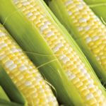 Maïs sucré, Fiche technique : Le ver de l'épi du maïs