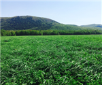 Amélioration des graminées fourragères dans un contexte de changements climatiques - Improving forage grasses in a context of climate change