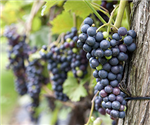 Webinaires Vigne & Vin - Comment obtenir et maintenir le permis de production de boissons alcooliques artisanales