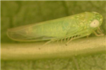 La problématique des cicadelles en vignobles